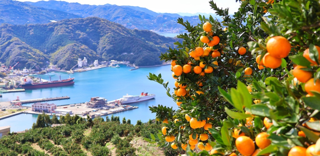 みかん山 みかん山