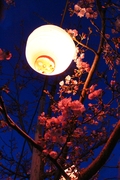 北浜夜桜1