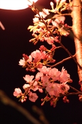 北浜夜桜2