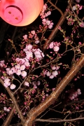 北浜夜桜3