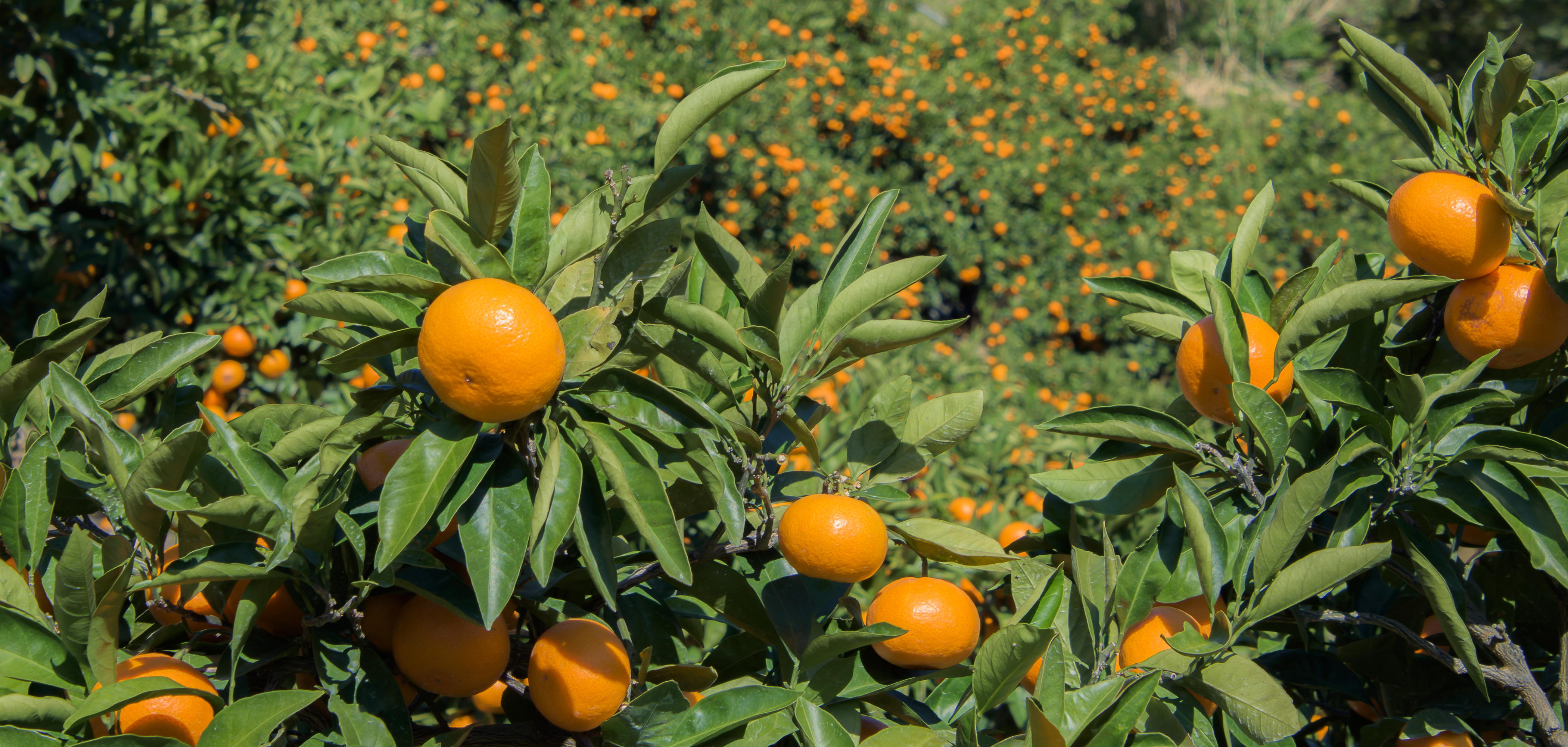 八幡浜市の風景